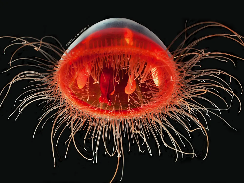 Karen Osborn, invertebrate zoologist and curator at the Smithsonian’s National Museum of Natural History, uses photography to help people connect with the hard-to-see marine animals she studies, like this deep-sea jellyfish (Voragonema pedunculata). (Karen Osborn, Smithsonian)