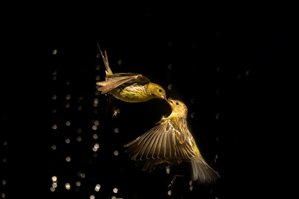 A Kiss Under the Lights: Two Canaries in a Magical Encounter thumbnail