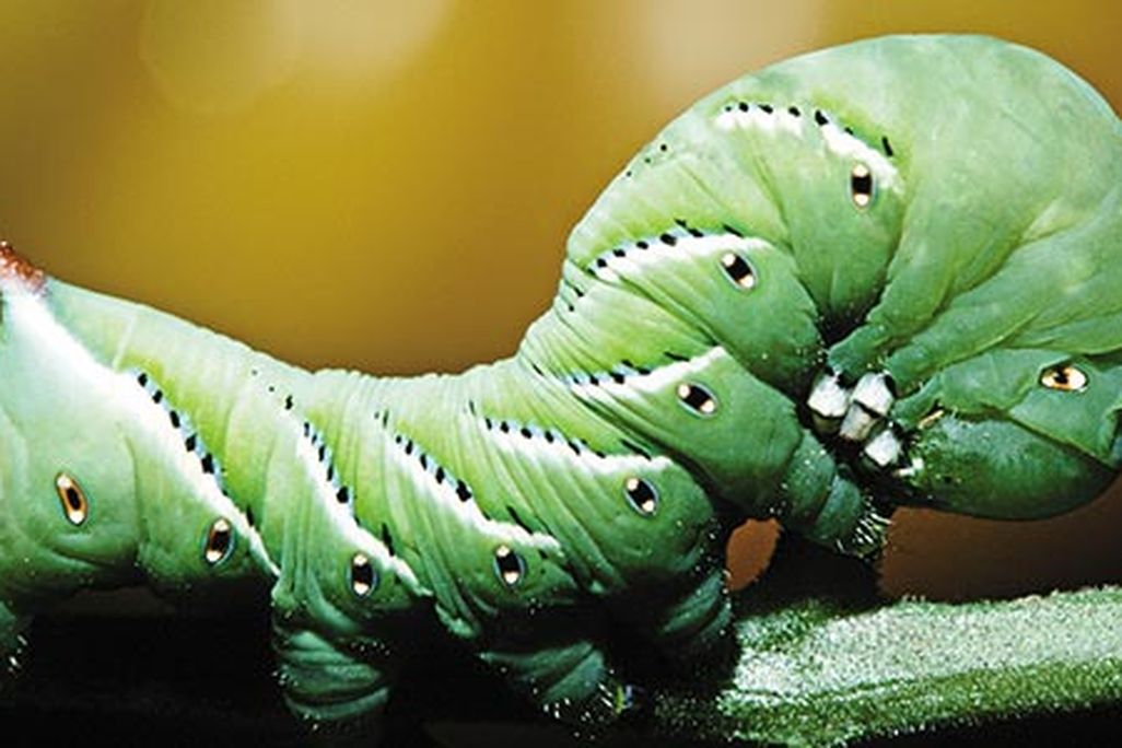 Wild-Things-caterpillars-631.jpg