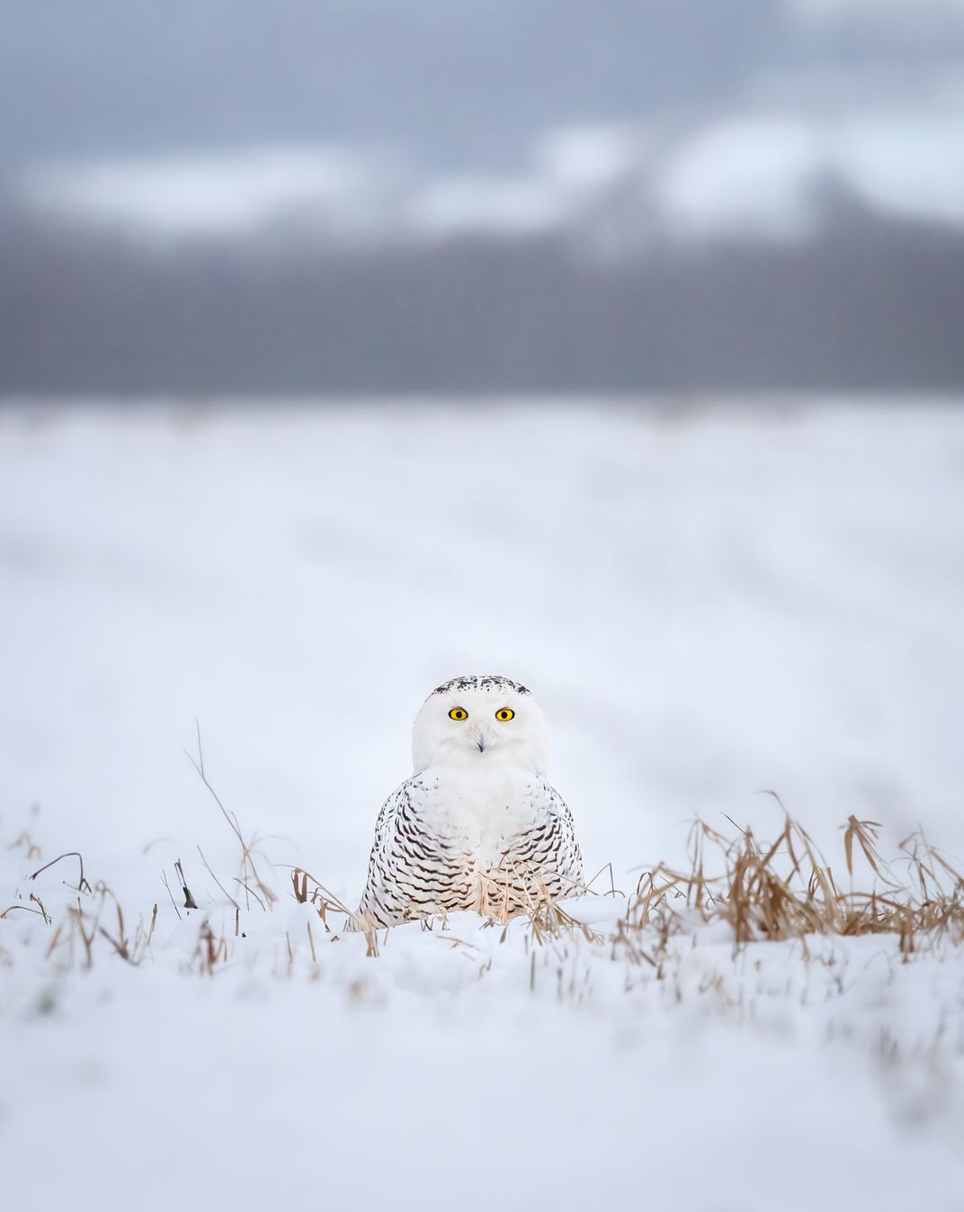 A snowy owl
