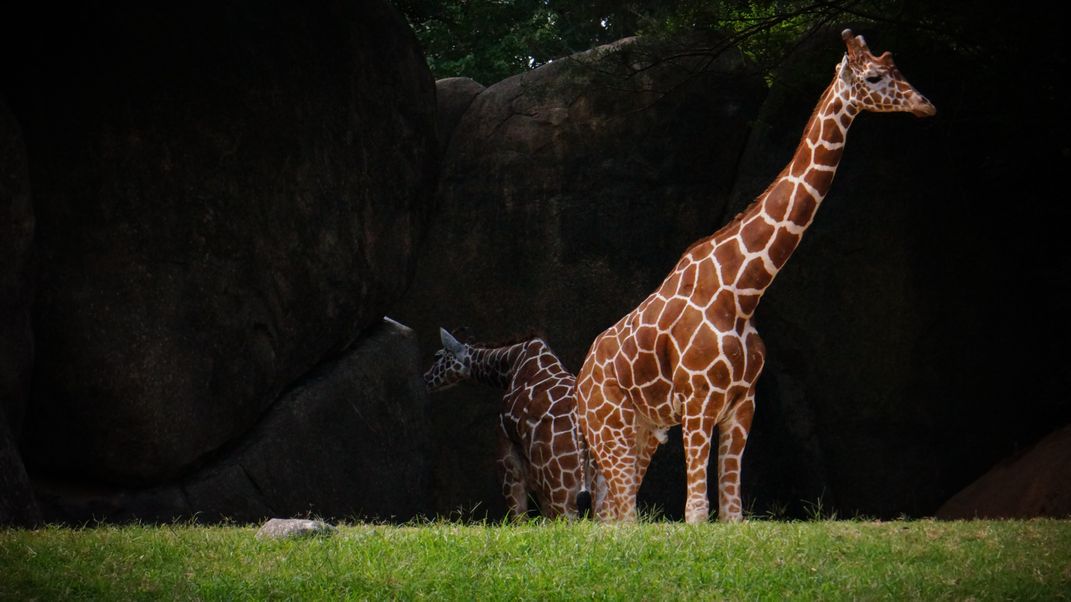 The Poised Giraffe Location: North Carolina Zoological Park (Photo ...
