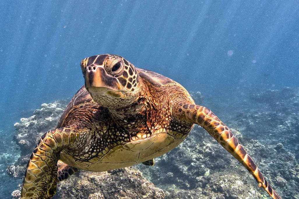 Green Sea Turtle