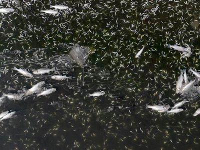 Tens of thousands of dead fish, including sharks, sturgeon and large striped bass, are washing up dead on the shores of the San Francisco Bay and its waterways as a widespread algal bloom continues more than a month after first being detected.&nbsp;