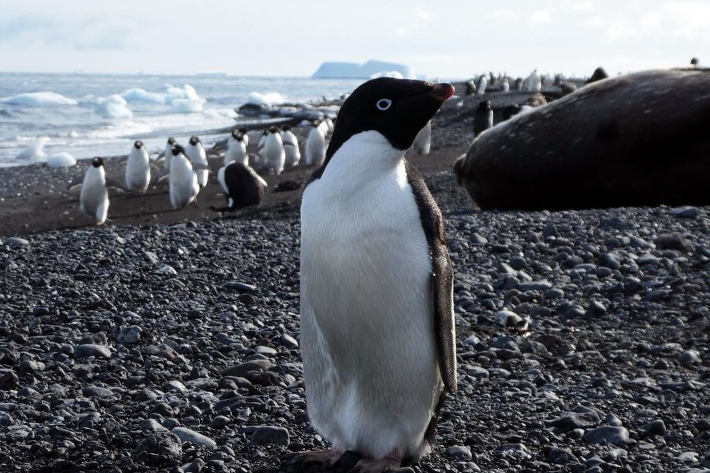 A penguin with many other penguins in the background