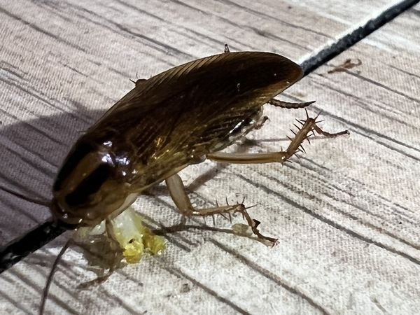 Eating food of a Cockroach thumbnail