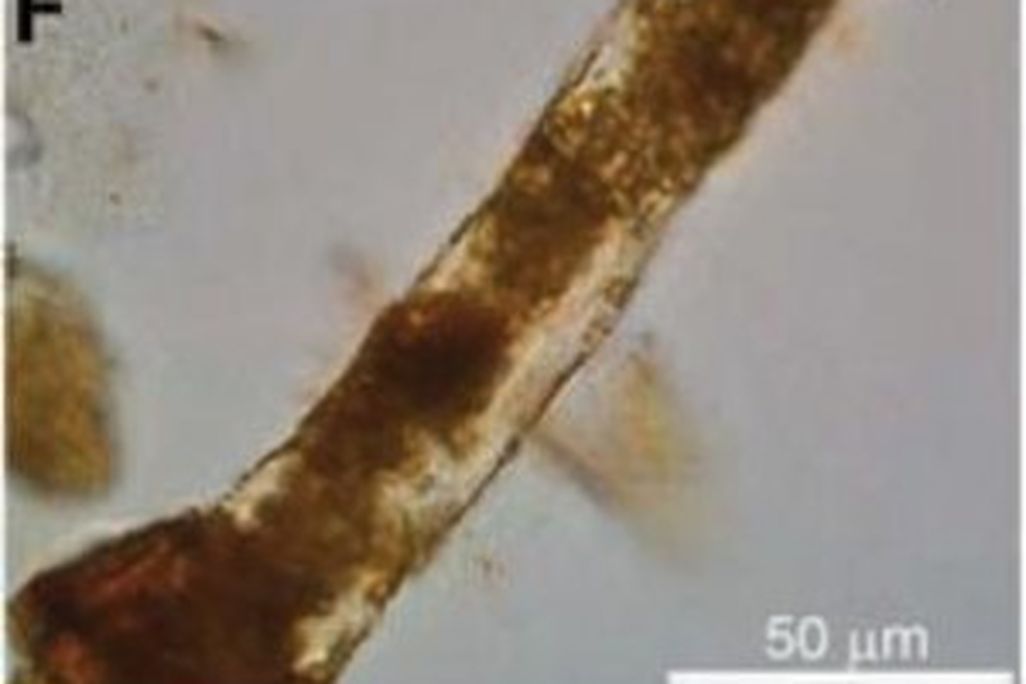 20110520083129dinosaur-blood-vessel-300x225.jpg