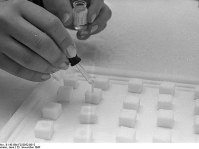 Doses of oral polio vaccine are added to sugar cubes for use in a 1967 vaccination campaign