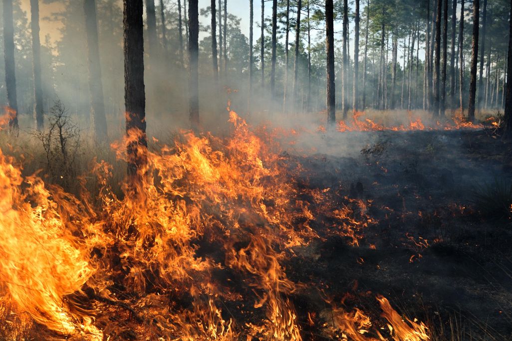 forest fire.jpg