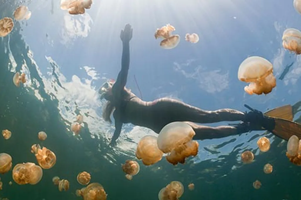 Jellyfish Lake
