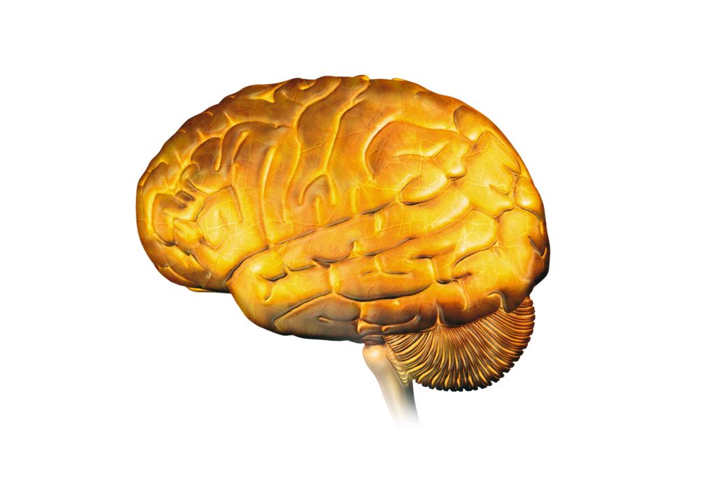 gold brain