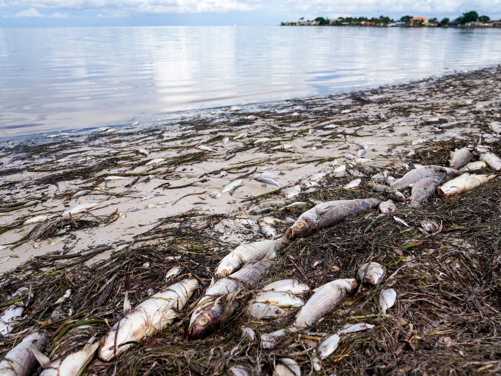 A photograph shows dead fish on a beach with seaweed and the ocean in the background