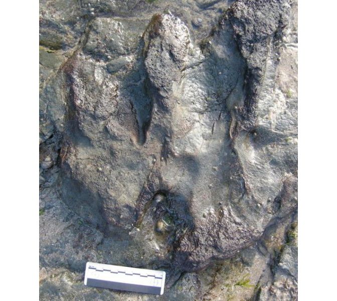 Dino Track