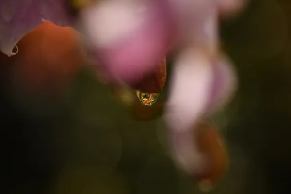 Macro Water Droplet on Orchid Blossom in Morning Dew thumbnail