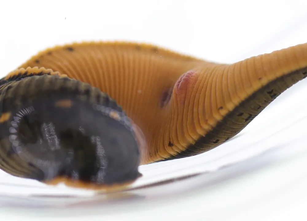 Scientists at the Smithsonian’s National Museum of Natural History discovered all sorts of cool things in 2019 including the first North American medicinal leech (Macrobdella mimicus) in more than 40 years. (Anna Phillips, Smithsonian)