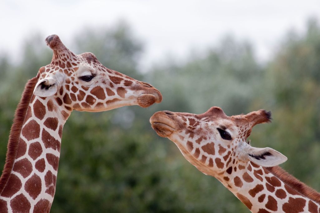Giraffes kissing