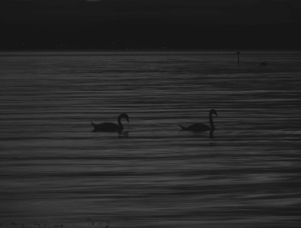 Swans on a late at dusk thumbnail