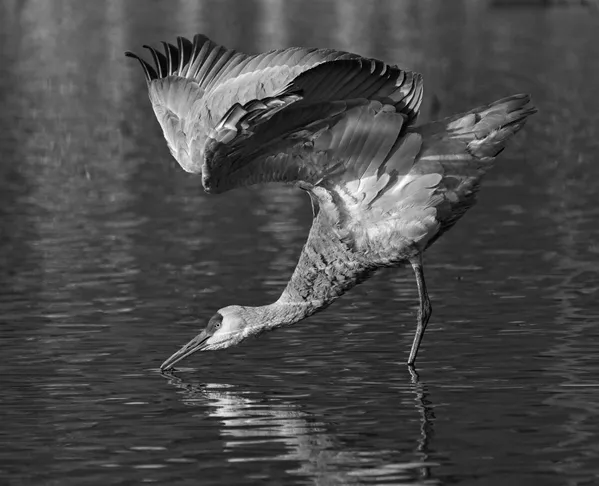 Sandhill Crane Drinking thumbnail