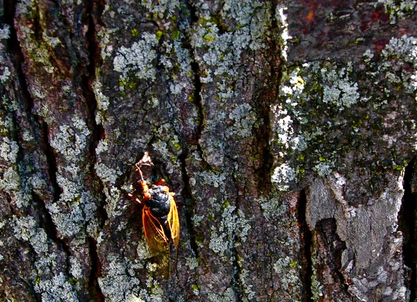 Cheers to the Cicada Adding Her Eggs to a Tree that Already had a Display of Eggs thumbnail