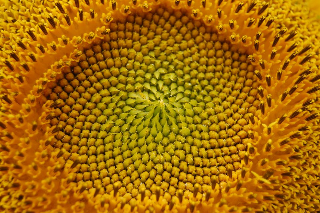 Middle Of A Sunflower Smithsonian Photo Contest Smithsonian Magazine