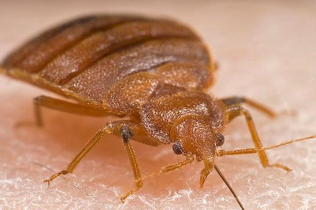 bedbug.jpeg