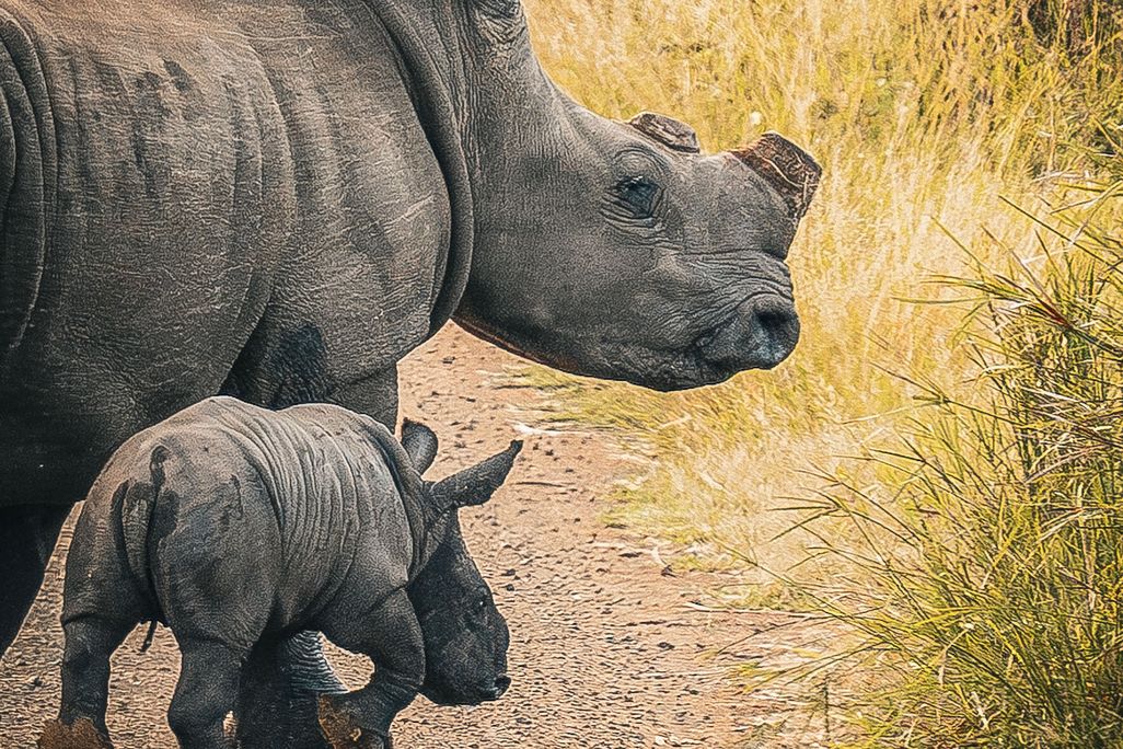 an adult rhino with cut horns walking with a calf