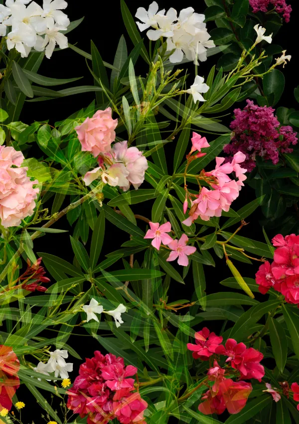 Study with Oleander (Olargues / Caroux-Espinouse, July 2023) thumbnail