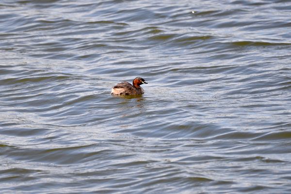 Little Grebe floating in a pond thumbnail