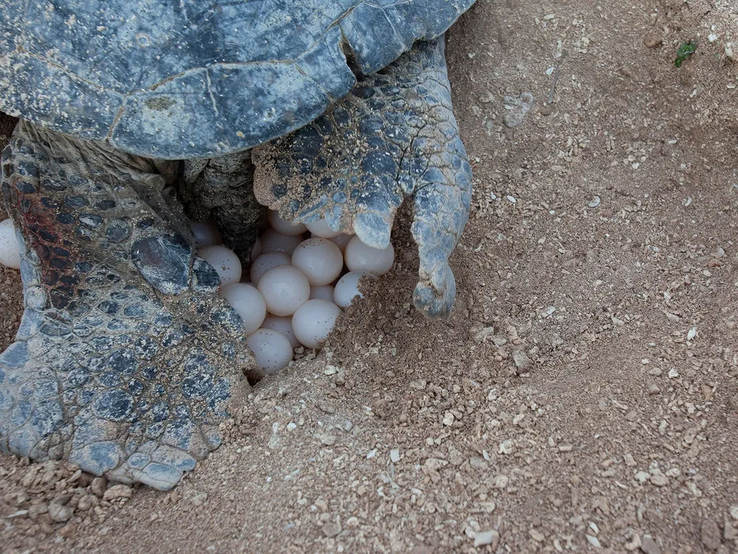 Hawaiian Green Sea Turtle Eggs