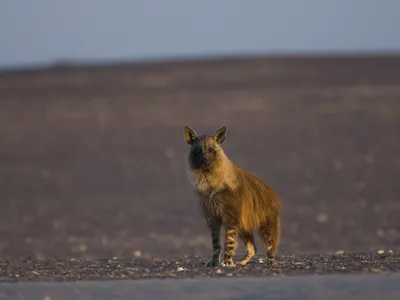 Namibia's brown hyenas live in small clans but often travel and hunt alone.