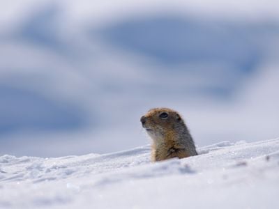 After eight months of hibernation, Arctic ground squirrels emerge in the spring hungry and ready to mate.