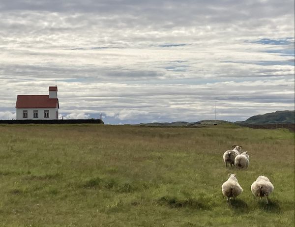 Fleeing Sheep at a farm in Iceland thumbnail