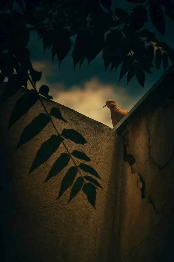 Bird-like silence thumbnail