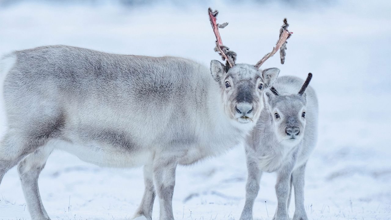 The World's Smallest Reindeer Get Their Day in the Sun