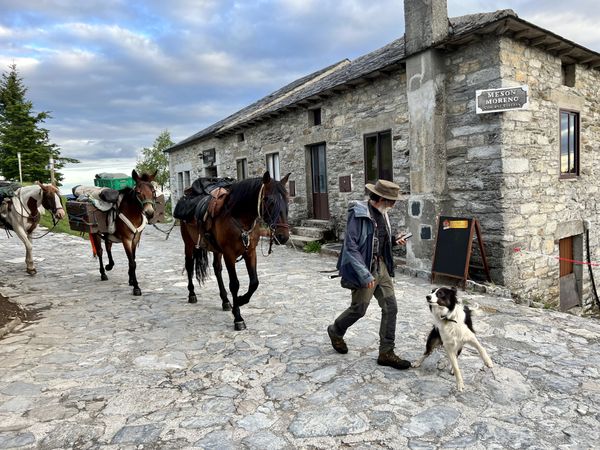 Man guiding his horses while using his cell phone thumbnail