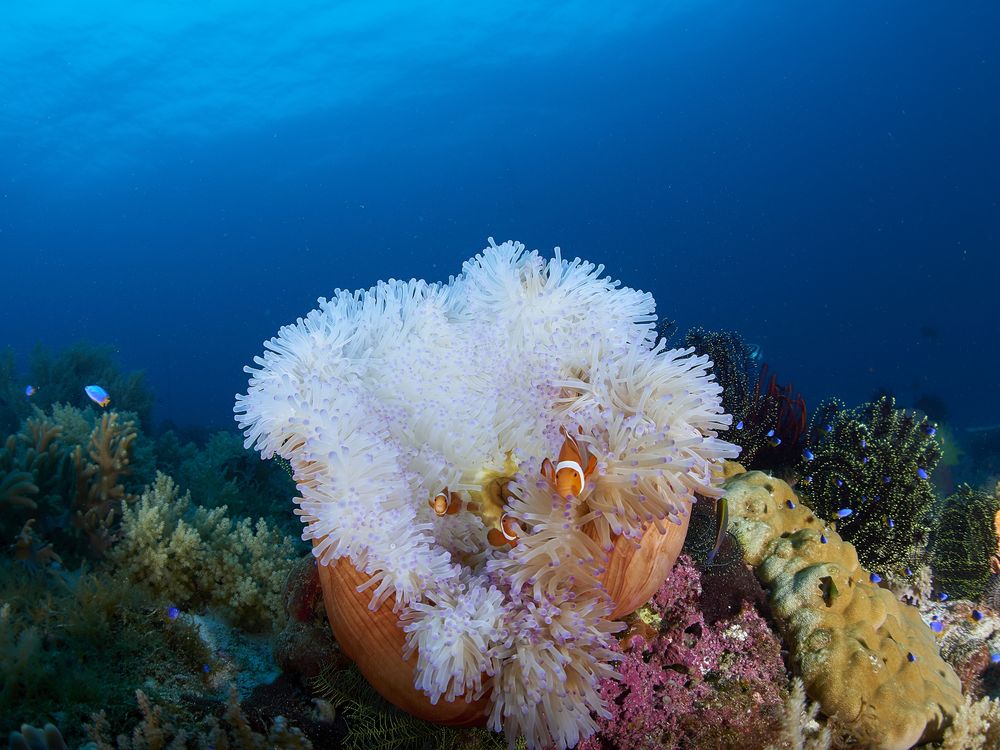 Anemone and a clownfish