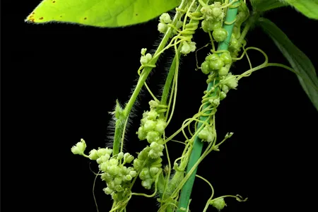 Parasitic dodders use outgrowths called haustoria to leech water and nutrients from their host plants. 