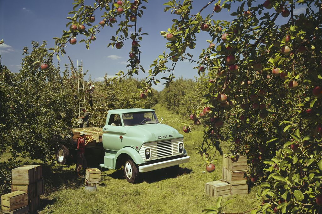 Apple orchard circa 1965