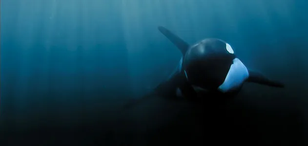 Orca underwater