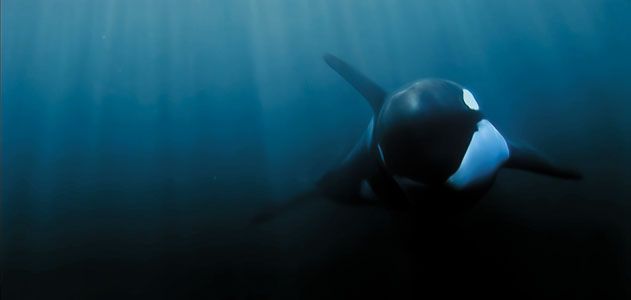 Orca underwater