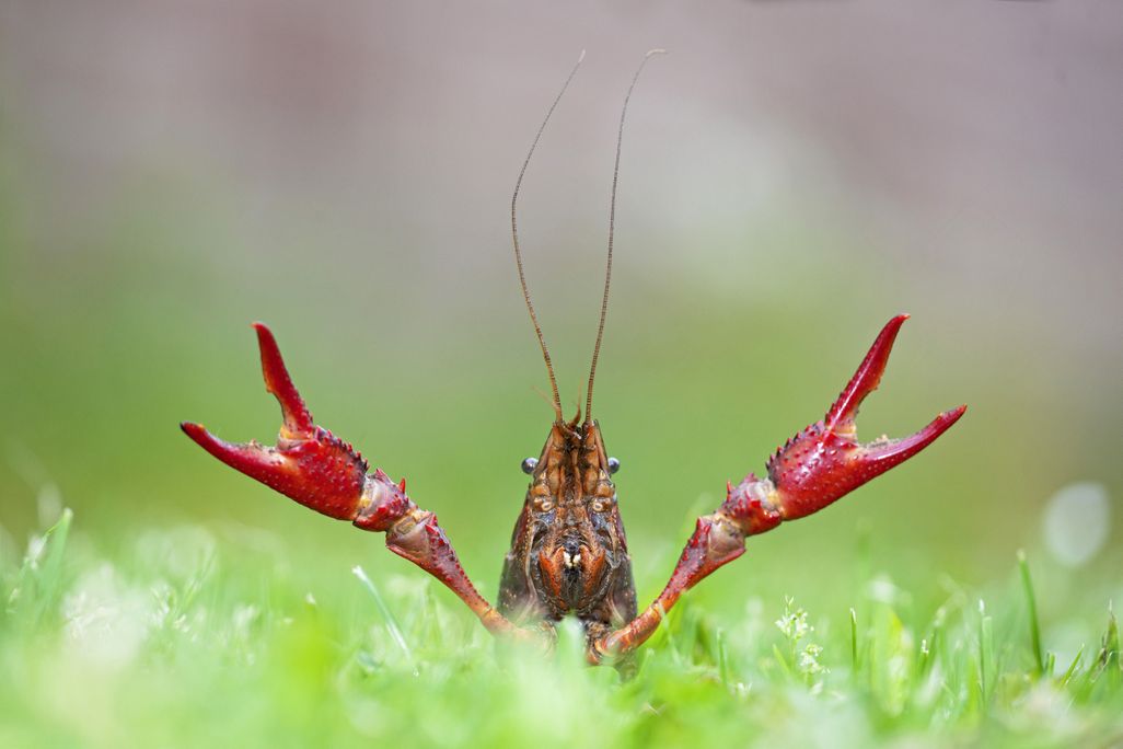 crawfish