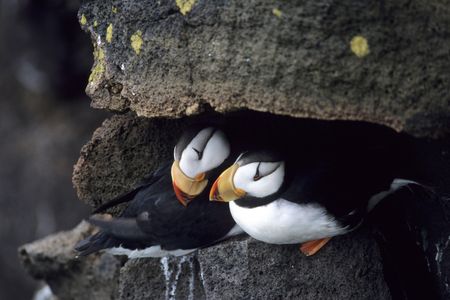 A mated pair of horned puffins nest near Bering Sea.