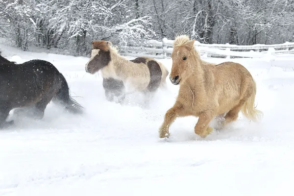 Icelandic Horses Trotting in the Snow thumbnail