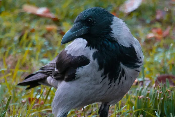 Have you ever seen a crow being petted? thumbnail
