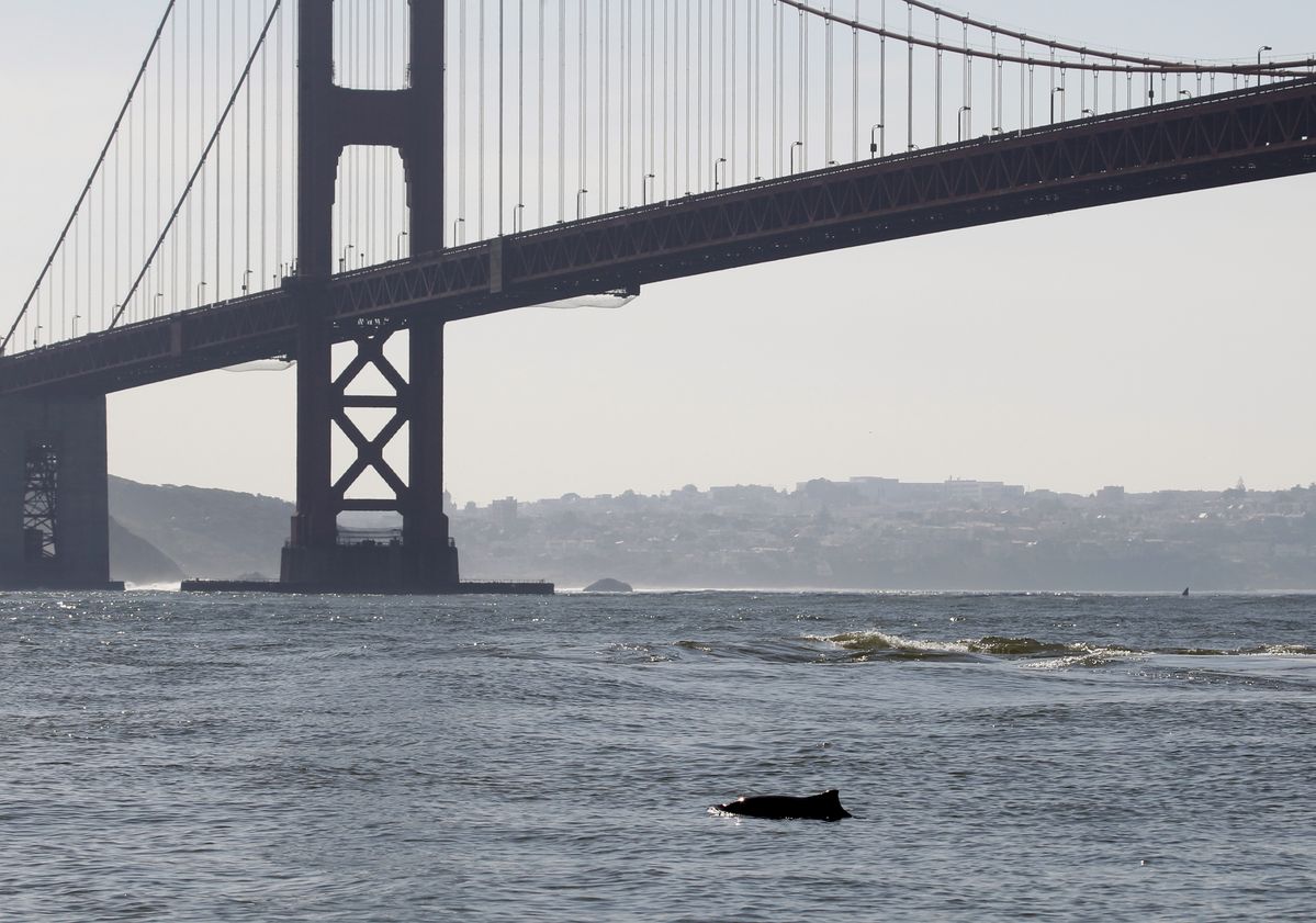 Marine Biologists Solved a Wildlife Mystery From the Walkway of the Golden Gate Bridge: How the Harbor Porpoise Mates