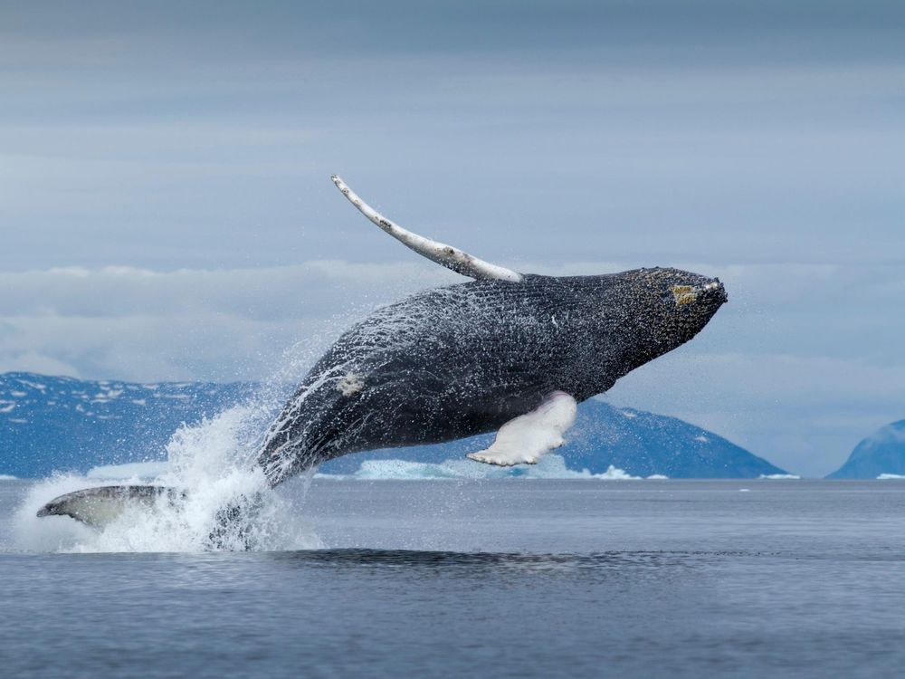 breaching whale