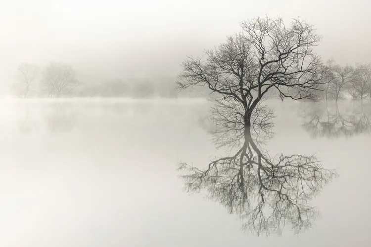 Japan Tree submerged