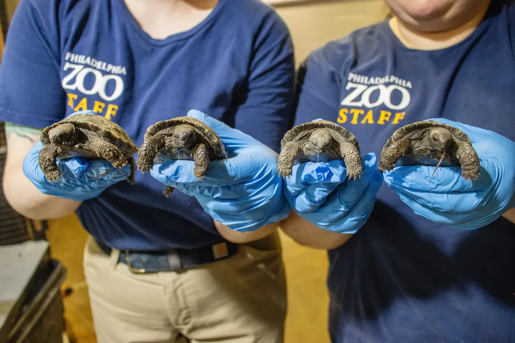 Gloved hands holding baby tortoises