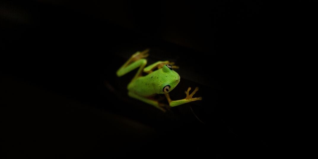 A photo taken from above showing the back of a small green frog with large eyes, called a lemur leaf frog, against a dark background