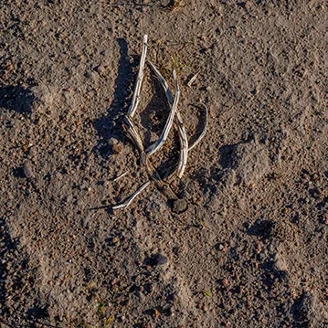 Underfoot: Dead plant in dirt thumbnail