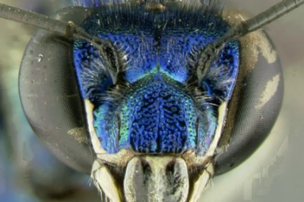 Most orchid bees, like this Euglossa paisa, have metallic coloration.